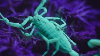 Инопланетные миры 1 сезон 2 серия