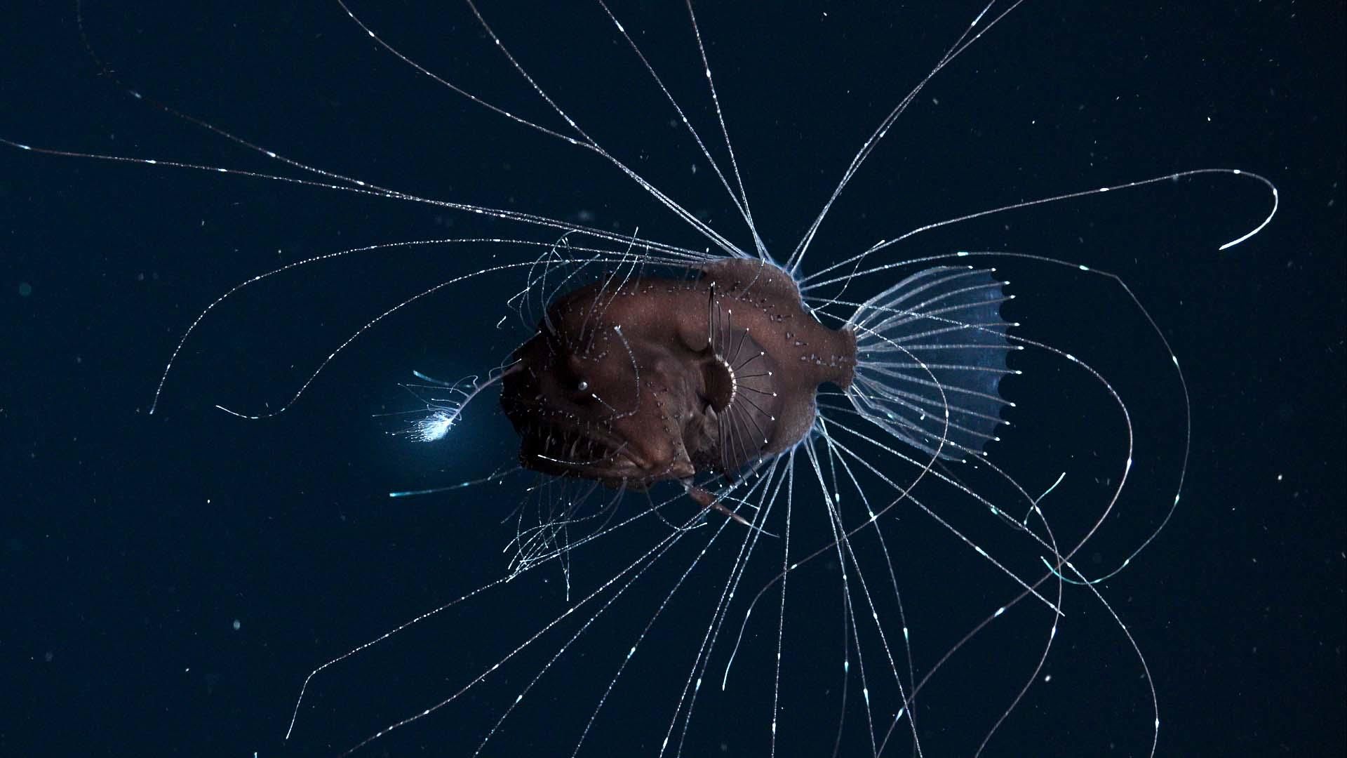 Наша планета 6 серия Наша планета 6 серия