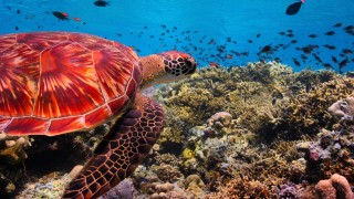 Наша планета 1 сезон 4 серия