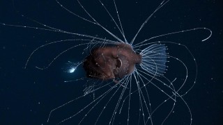 Наша планета 1 сезон 6 серия