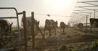 Гнилые 5 серия Гнилые 5 серия