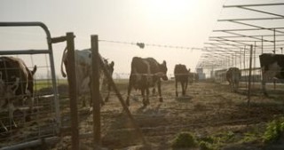 Гнилые 1 сезон 5 серия