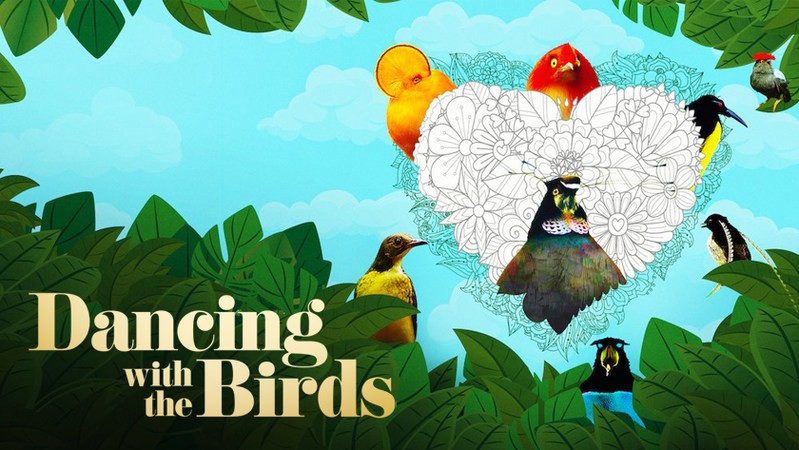 Танцы с птицами