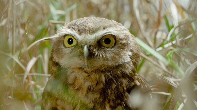 Крошечные существа 3 серия Крошечные существа 3 серия