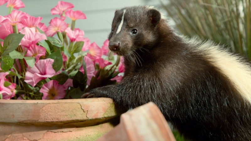 Крошечные существа 8 серия Крошечные существа 8 серия