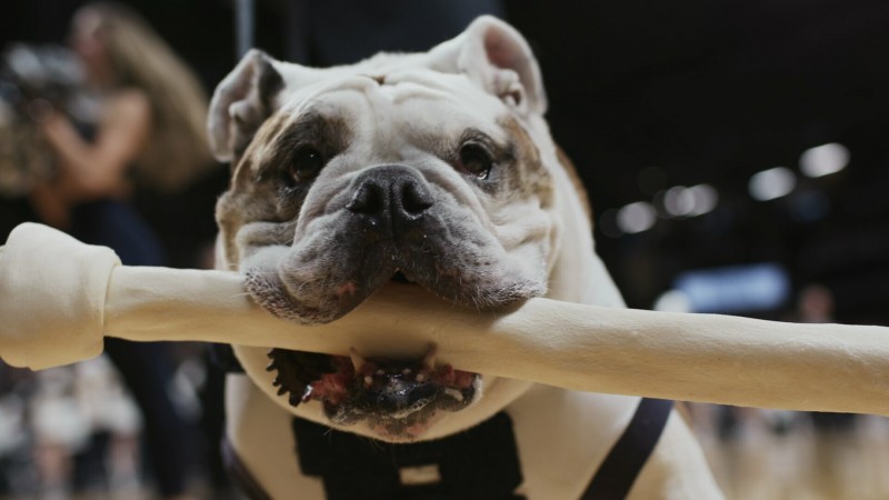 Собаки 2 сезон 1 серия Собаки 2 сезон 1 серия