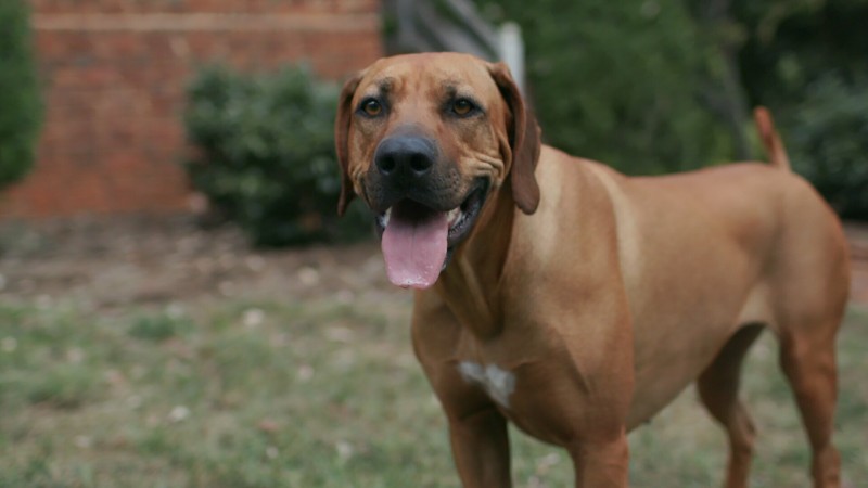 Собаки 2 сезон 2 серия