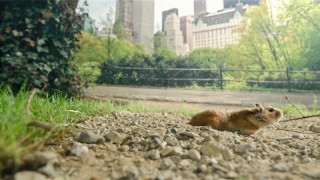 Крошечные существа 1 сезон 2 серия