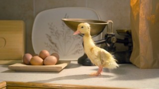 Крошечные существа 1 сезон 7 серия