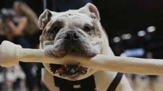 Собаки 2 сезон 1 серия