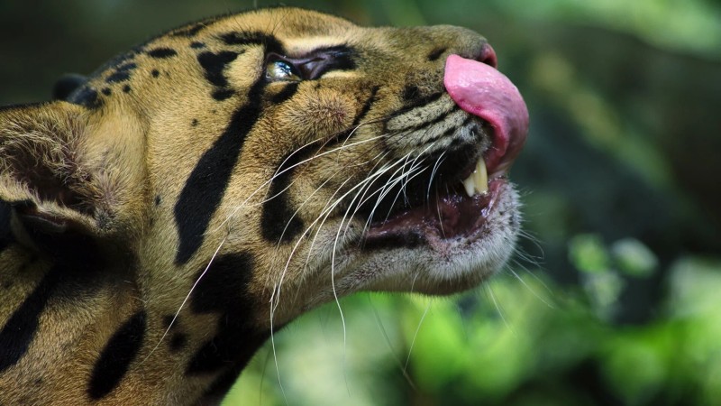 Удивительные животные 1 серия Удивительные животные 1 серия