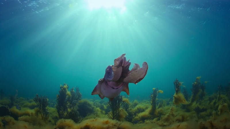 Удивительные животные 4 серия