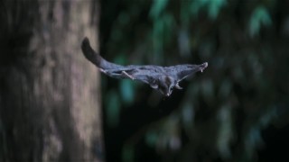 Удивительные животные 1 сезон 3 серия