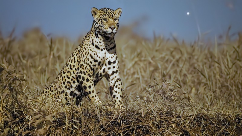 Земля ночью в цвете 3 серия