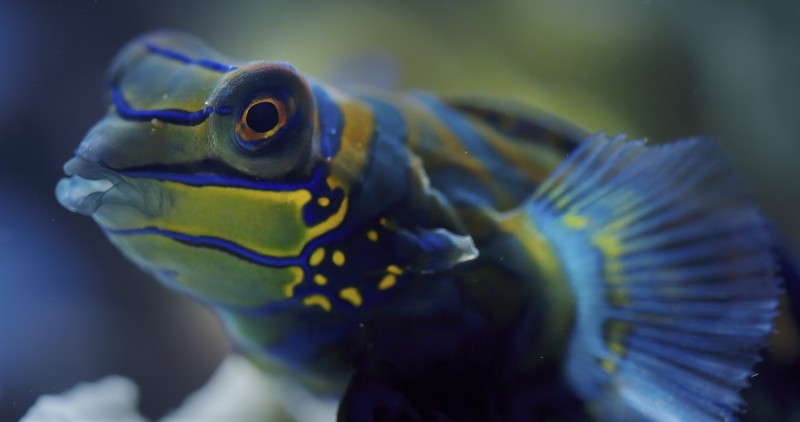 Земля ночью в цвете 2 сезон 4 серия Земля ночью в цвете 2 сезон 4 серия