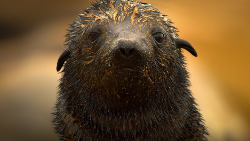 Земля ночью в цвете 2 сезон 5 серия Земля ночью в цвете 2 сезон 5 серия