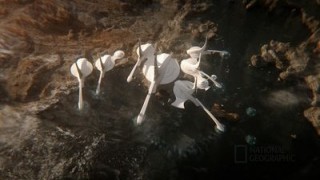 Космос: Возможные миры 1 сезон 2 серия