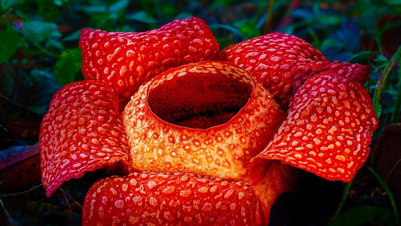 Зелёная планета 1 серия Зелёная планета 1 серия