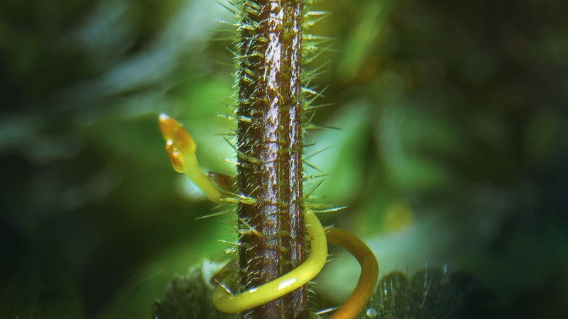 Зелёная планета 3 серия Зелёная планета 3 серия