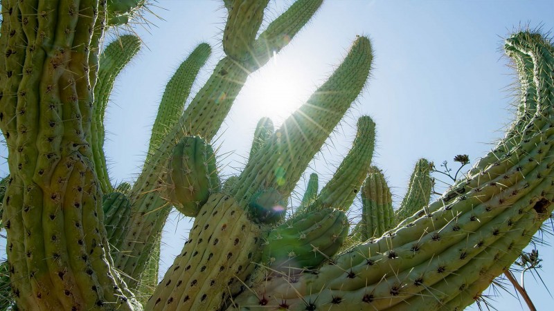 Зелёная планета 4 серия