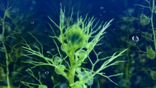 Зелёная планета 1 сезон 2 серия