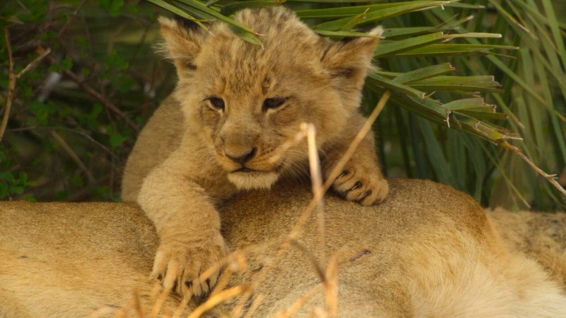 Детки не в клетке 1 серия Детки не в клетке 1 серия