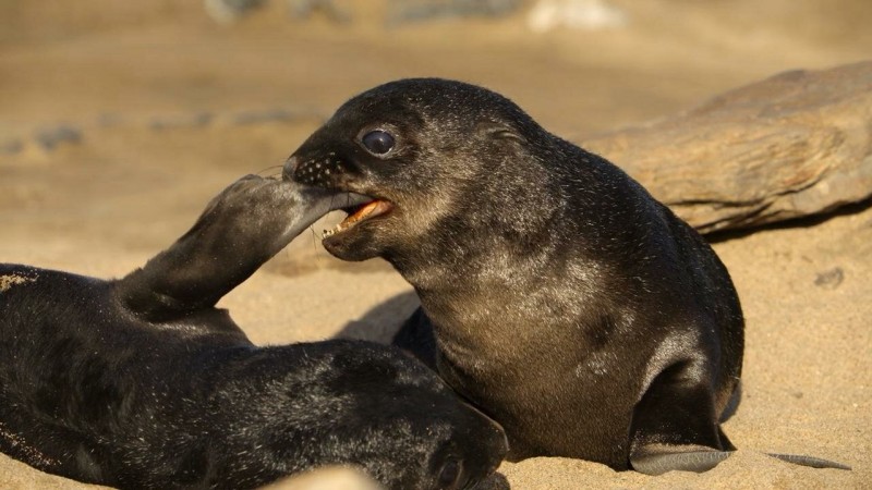 Детки не в клетке 2 серия Детки не в клетке 2 серия