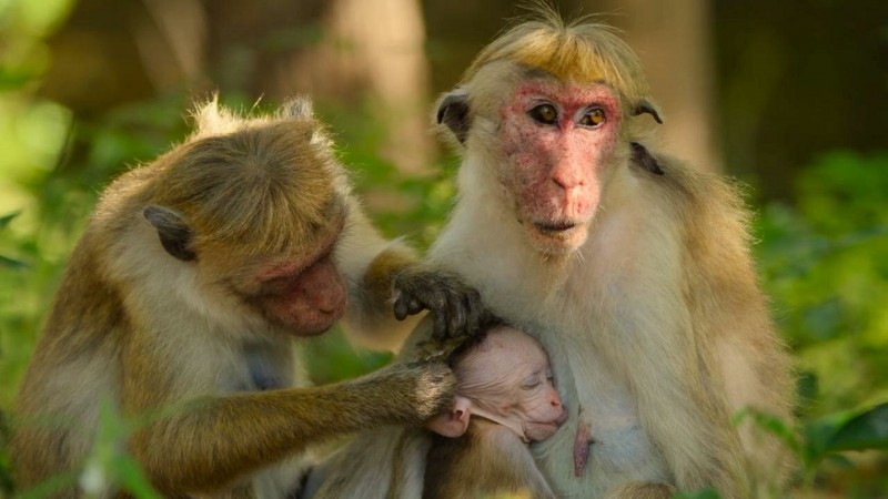 Детки не в клетке 6 серия