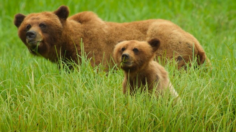 Детки не в клетке 8 серия