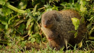 Детки не в клетке 1 сезон 5 серия