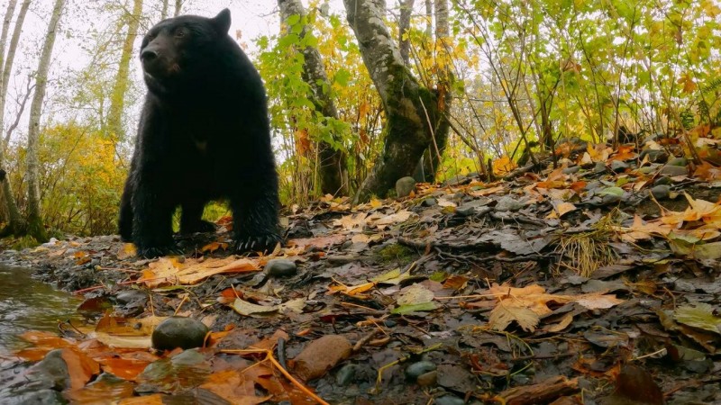 Волки острова Ванкувер 3 серия Волки острова Ванкувер 3 серия