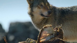 Волки острова Ванкувер 1 сезон 1 серия