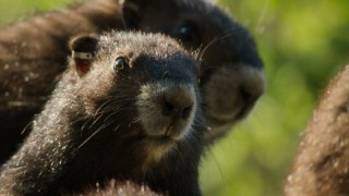 Волки острова Ванкувер 1 сезон 2 серия