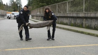 Контроль за животными 1 сезон 8 серия