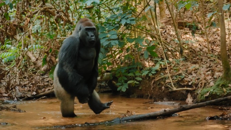 Великаны планеты 4 серия Великаны планеты 4 серия