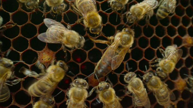 Наша планета 2 сезон 2 серия Наша планета 2 сезон 2 серия