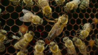 Наша планета 2 сезон 2 серия