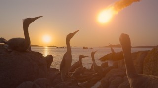 Динозавры 1 сезон 4 серия